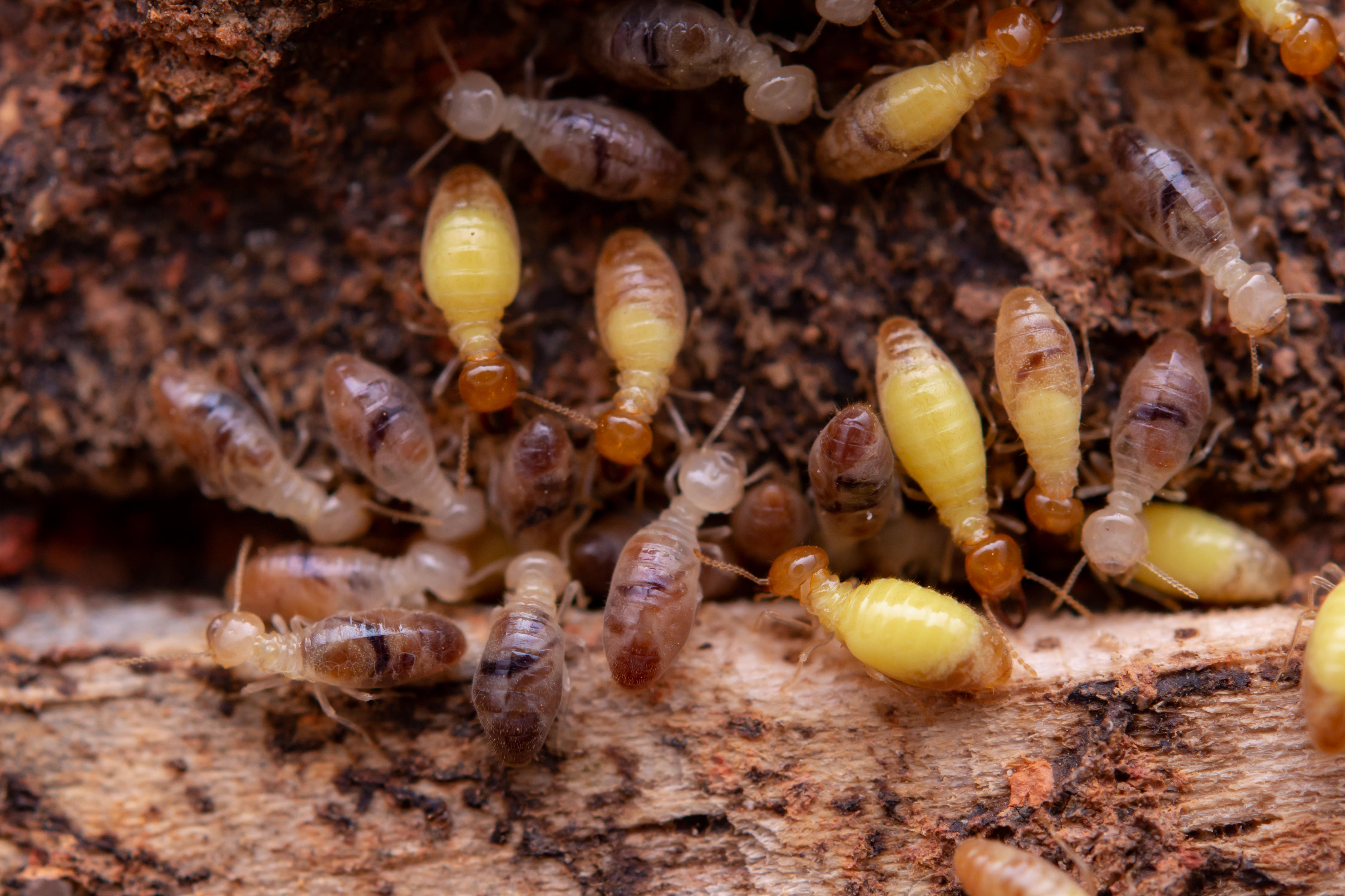 Wood-destroying insect activity on wood material.